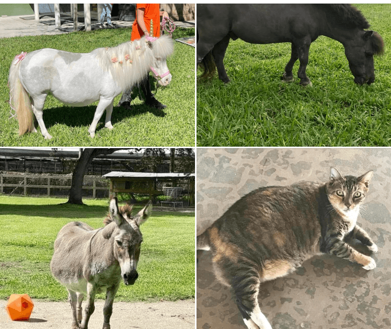 Rescue announces tragic deaths, including donkey, ponies and a cat