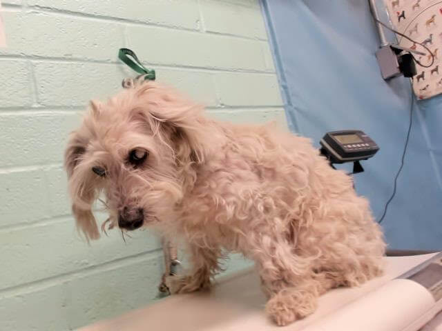 Blind West Highland terrier found as stray used his only defense and nipped animal control officer