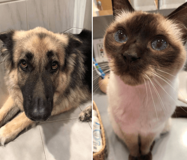 ‘Katie’ the shepherd loves his kitty ‘Sammy’ and these two in desperate need of home