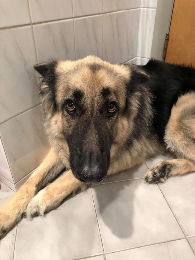 alleykattz-rescue-773x1030-1