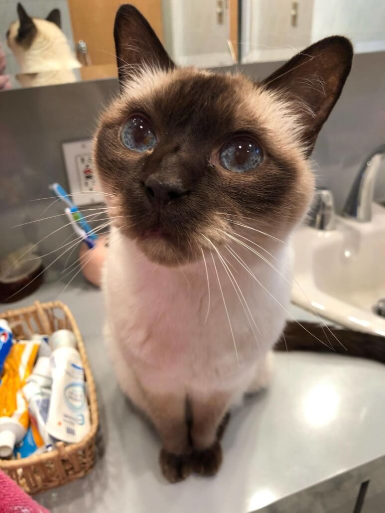 alleykattz-rescue1-773x1030-1