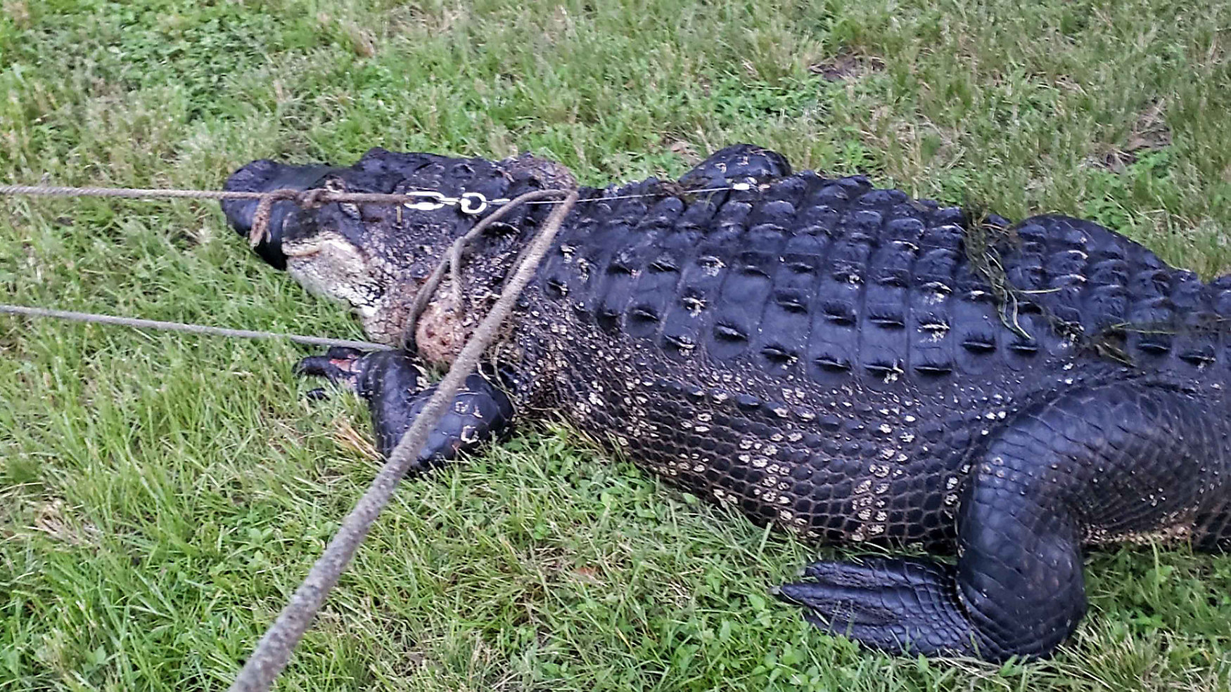 Alligator ate woman's 100 pound dog 2