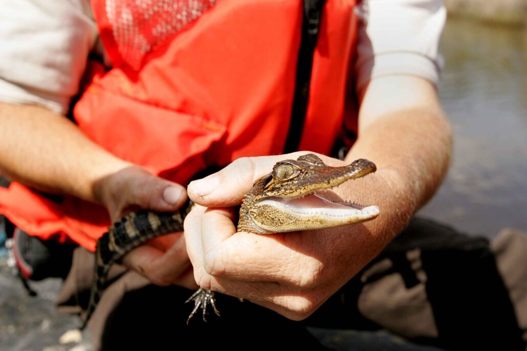 alligator-baby-1030x686-1