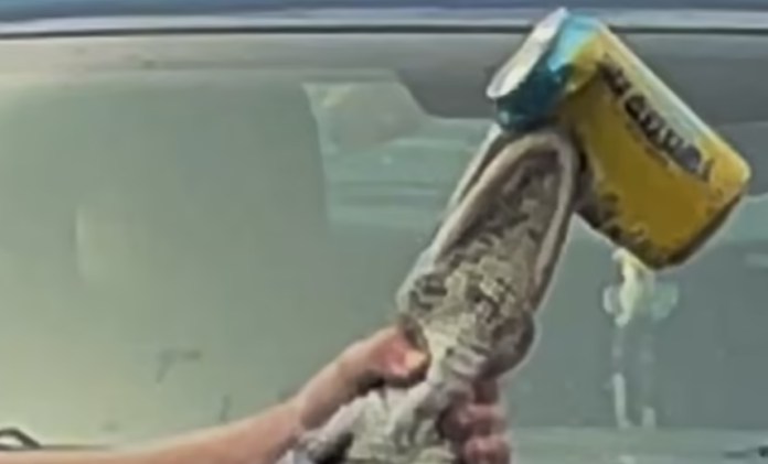 Florida teen charged with animal cruelty after video of baby alligator abuse went viral