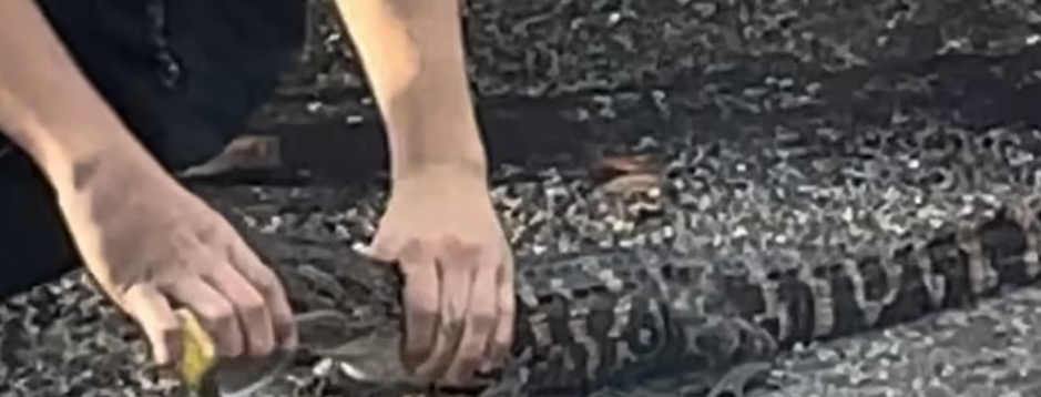 alligator-can