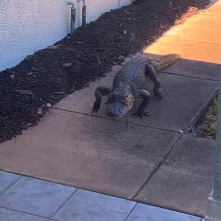 Death row rescued Chihuahua who travels the world with his owner stalked by an alligator in Florida