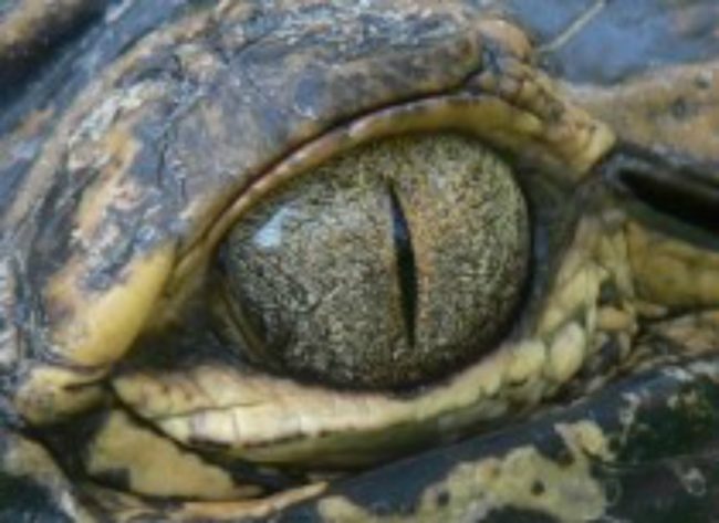 Alligator eye Florida Fish &Wildlife