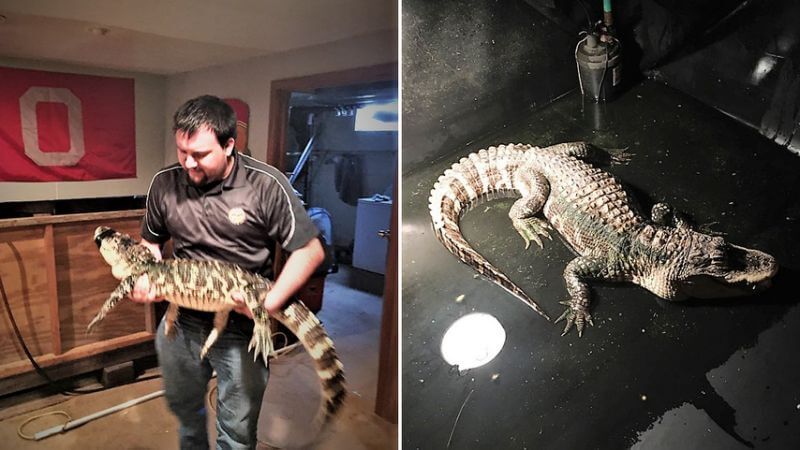 Alligator in basement