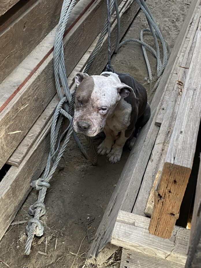 Women find sweet dog tethered to board unable to move: the ‘gratefulness in her eyes was so pure’