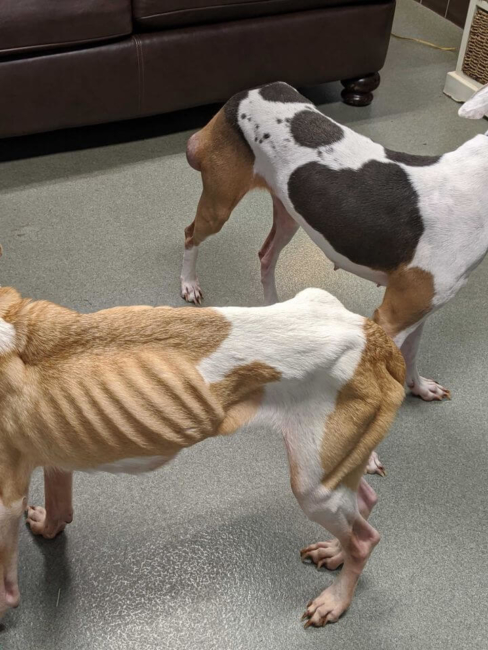 Rhode Island woman charged with starving and neglecting dogs