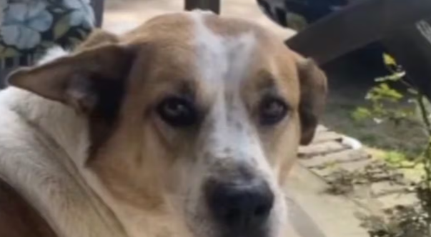 Amazon driver shot family dog after he stopped at wrong house