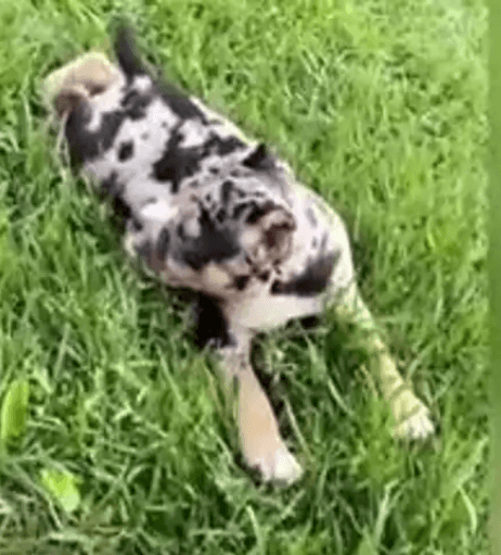 Amazon puppy stolen