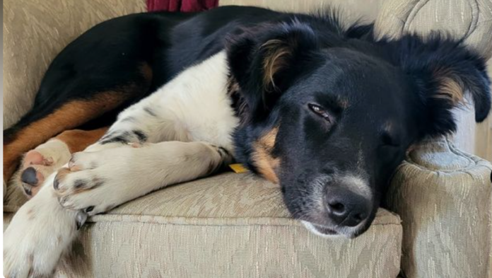 Amazon driver picked up family’s dog that escaped invisible fence and left it at company warehouse