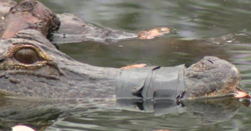 UPDATE: Florida alligator with its snout taped shut for months has been rescued