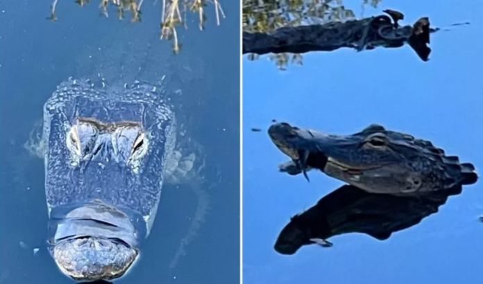 Florida woman helping to rescue alligator with its snout taped up for months in local pond