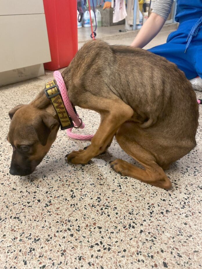 Heartwarming recovery expected: 5-month-old puppy discovered in crate in dark basement