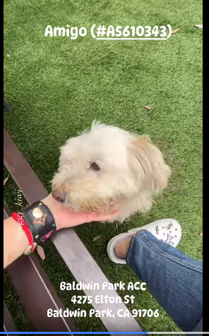 Shelter sent out multiple notices to help ‘Amigo’ but promising adopter backed out