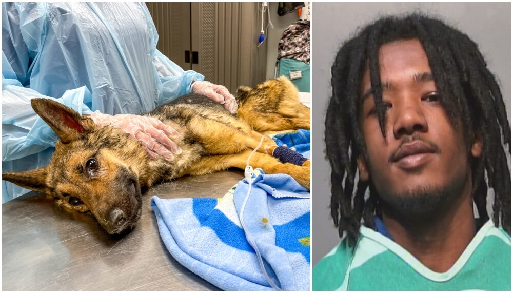 Two dogs rescued from abandoned apartment only had hours left to live