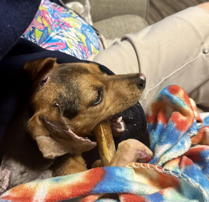 Puppy injured when messing her cage makes remarkable recovery with stem cell technology