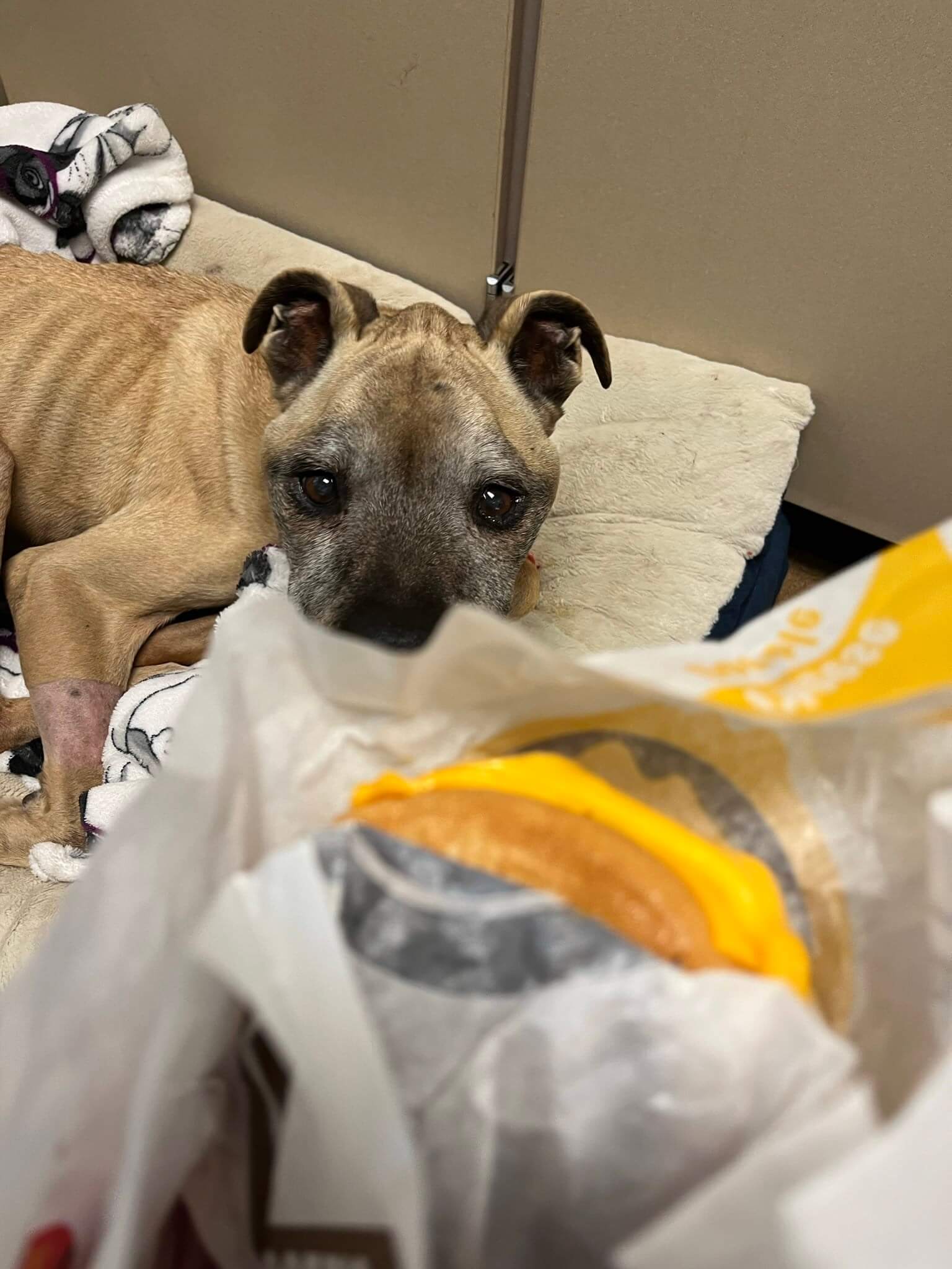 Broken hearts for rescuers as emaciated boxer lost his brave fight to live