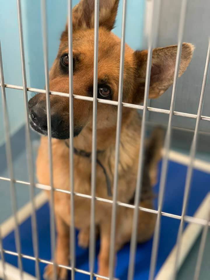 ‘Ana’ is beautiful and loving but she has been waiting more than four months for a new family