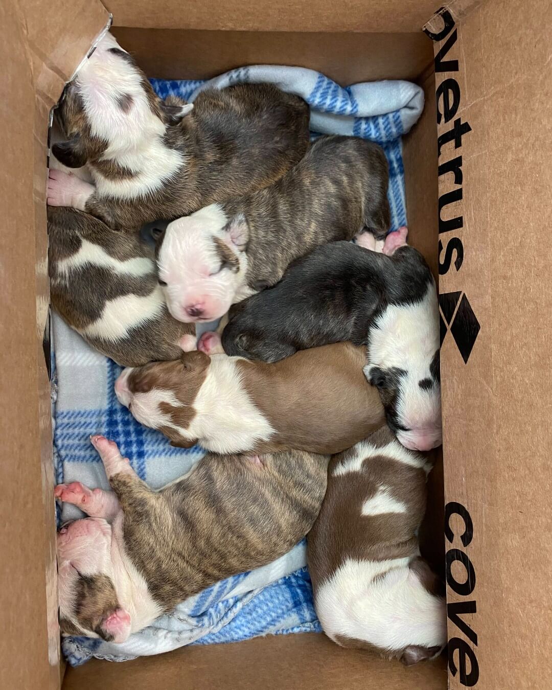Special delivery puppies born shortly after mom surrendered to shelter