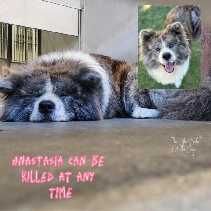 Beautiful Akita ‘sneezing and nasal’ must leave shelter immediately before she is euth’ed