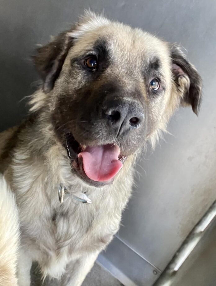 He hugs staff lovingly: Anatol shepherd is ‘code red’ and needs help to have a tomorrow