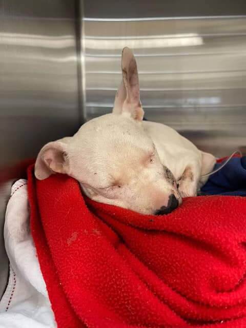 Puppy’s future looked grim after she was hit by a car but amazing rescuers stepped forward