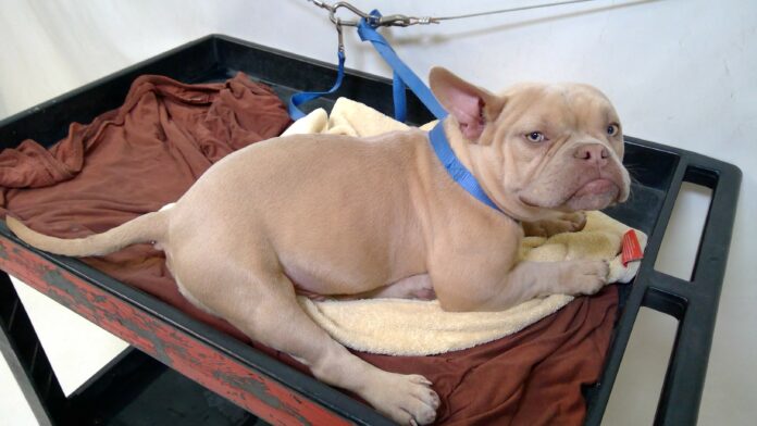 Desperate to live, young dog abandoned by family because of medical issues