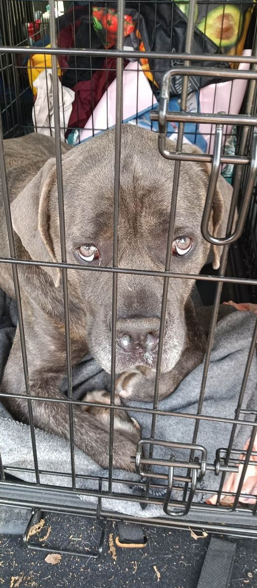 Texas didn’t think Andre should live but this friendly dog has no adoption interest