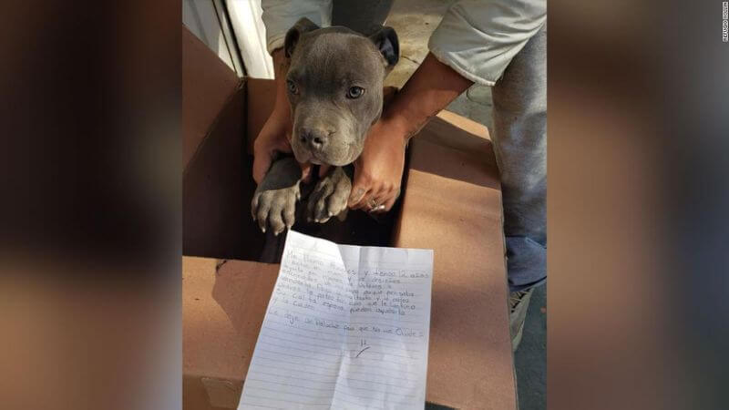 Little boy leaves his puppy at shelter so his father can’t abuse it