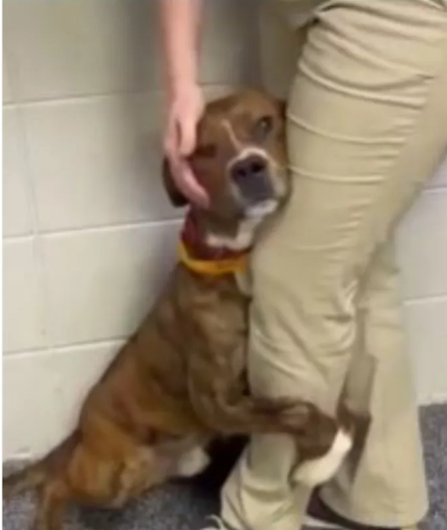 Scared pup hugged shelter worker’s leg finds new home in time to enjoy Thanksgiving