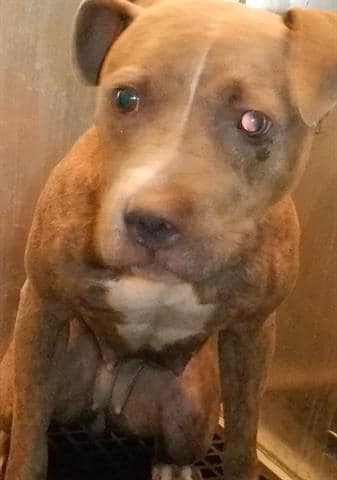 Frightened young dog hidden away for 47 days at the old Miami shelter now slated to die