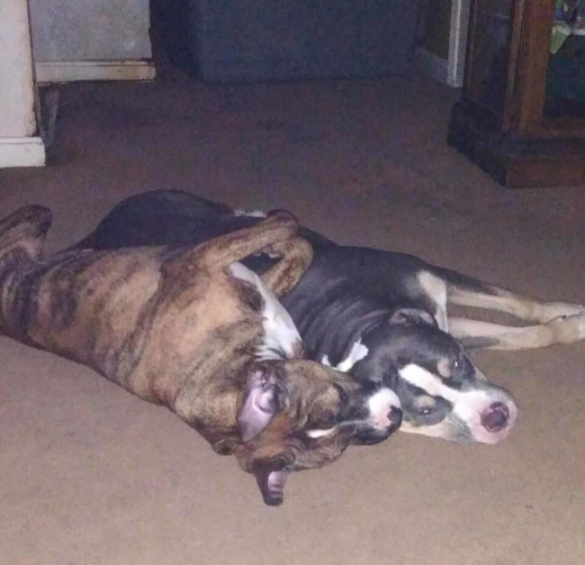 Bonded dogs need home or will go to a shelter and likely won’t get out