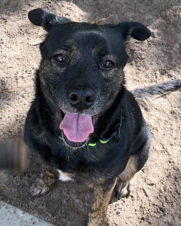 If only someone would adopt Angel Cakes after she was returned to shelter