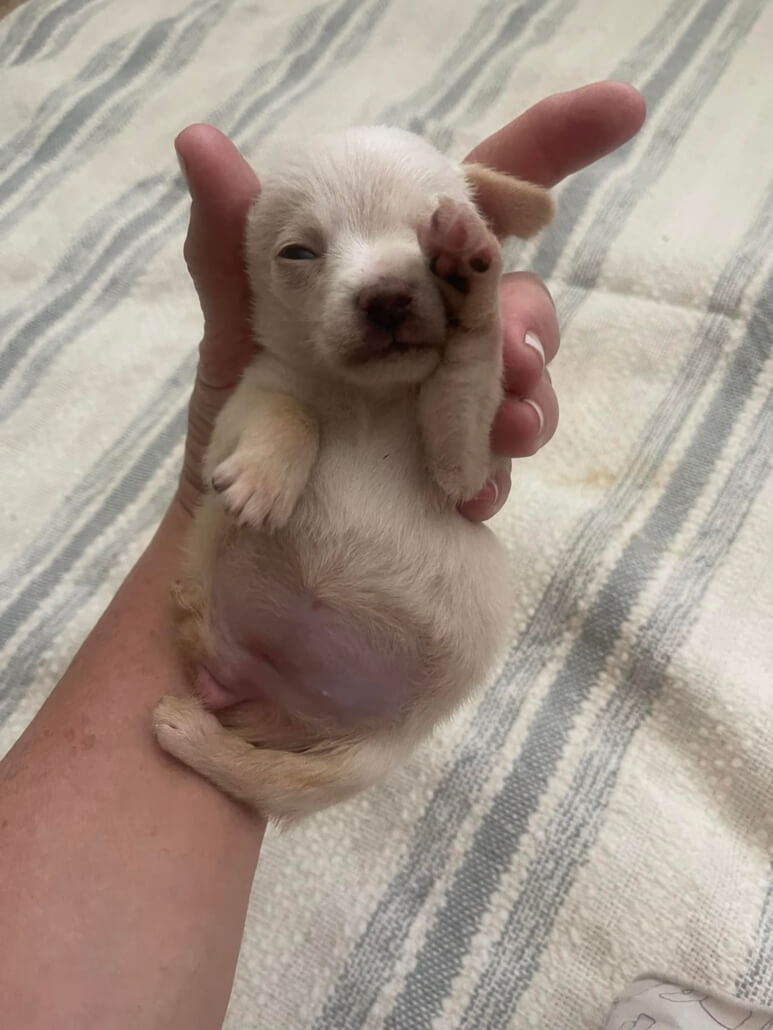 angel-the-chi-1-773x1030-1
