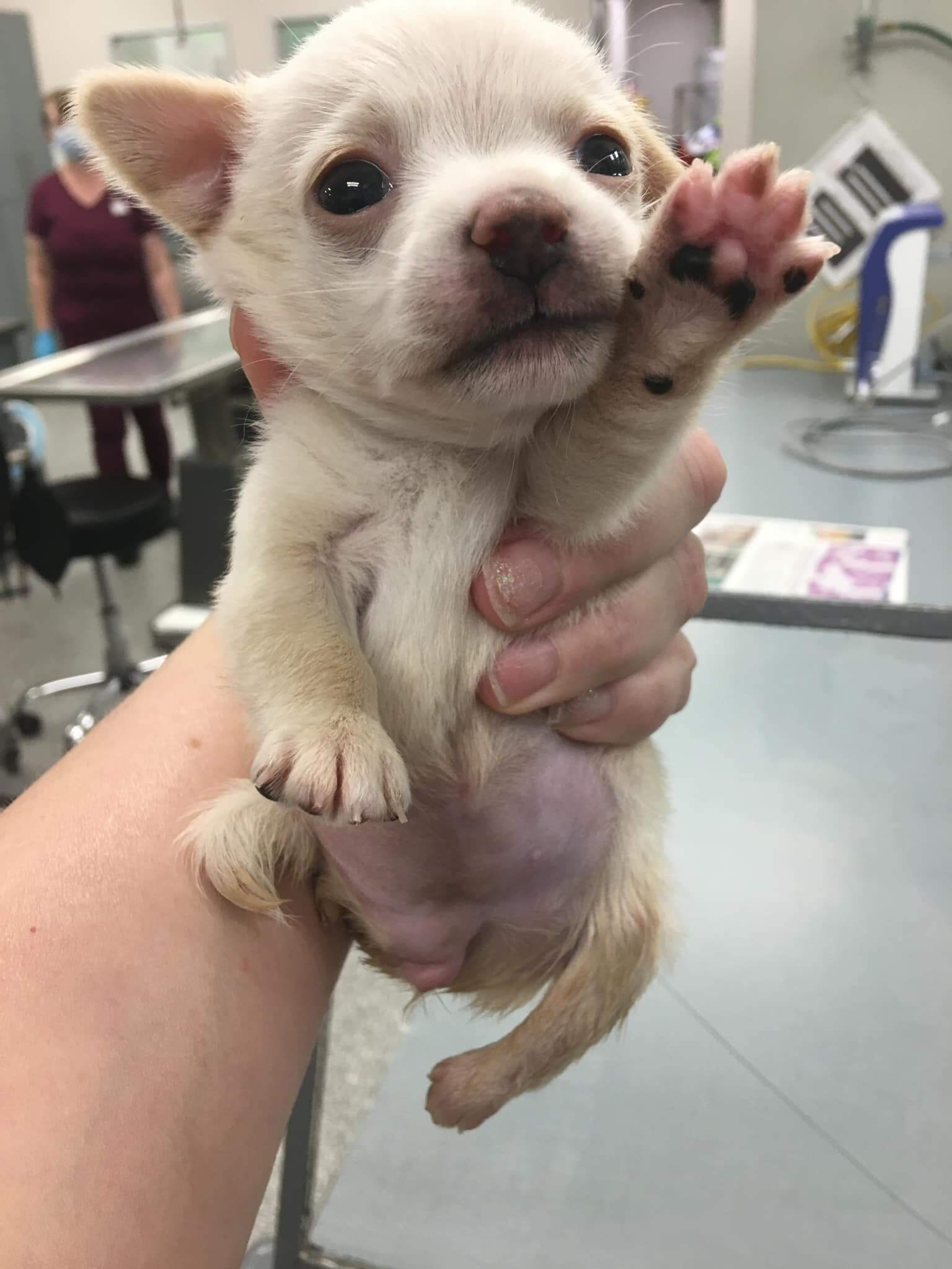Four-week-old puppy with birth defect found as stray