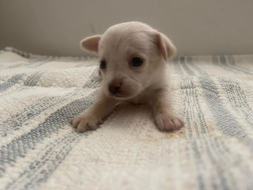angel-the-chi2-1030x773-1