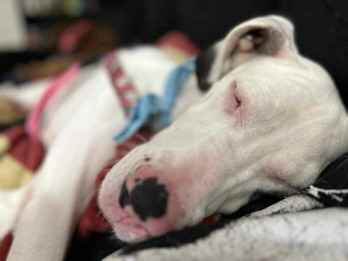 Once starved and neglected, blind and deaf Great Dane made awesome recovery but still needs a home