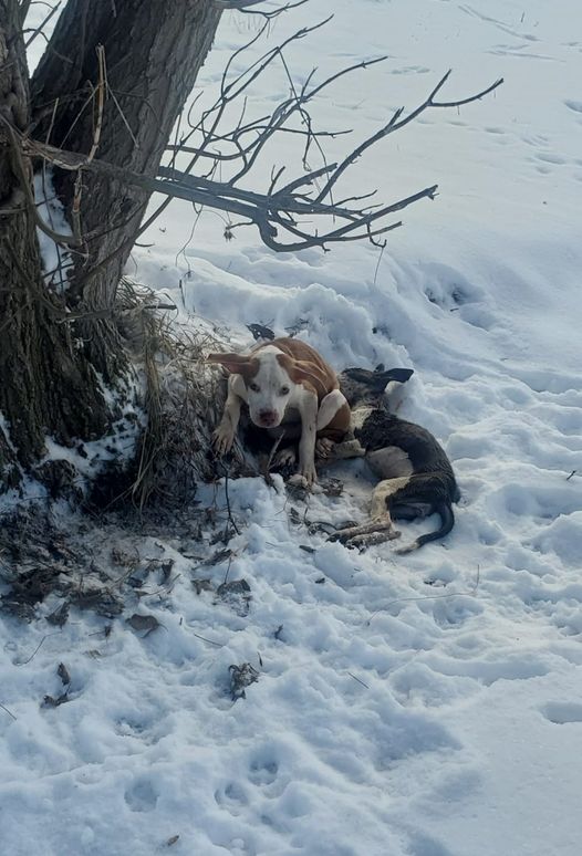 Hearts broke when stray puppy found guarding her deceased friend on freezing cold Detroit street