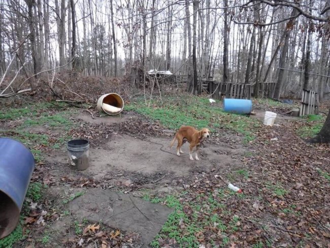 Mother dog and her 5 puppies living in muddy barrels rescued