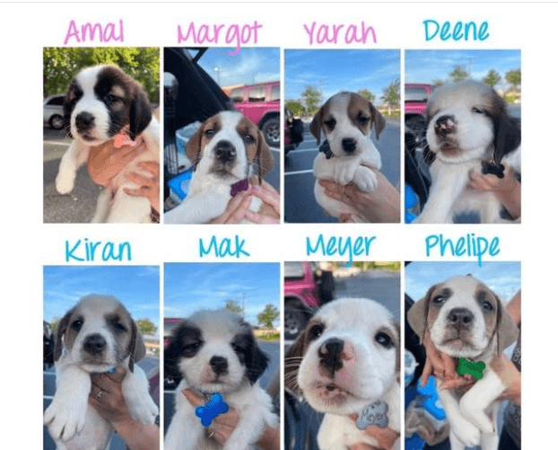 Pregnant dog dumped in rural area loses her life and leaves 8 puppies behind