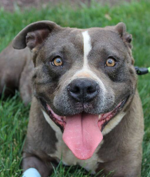 Virginia vet hospital offers $5k reward for information leading to arrest of culprit who shot dog using bow and arrow