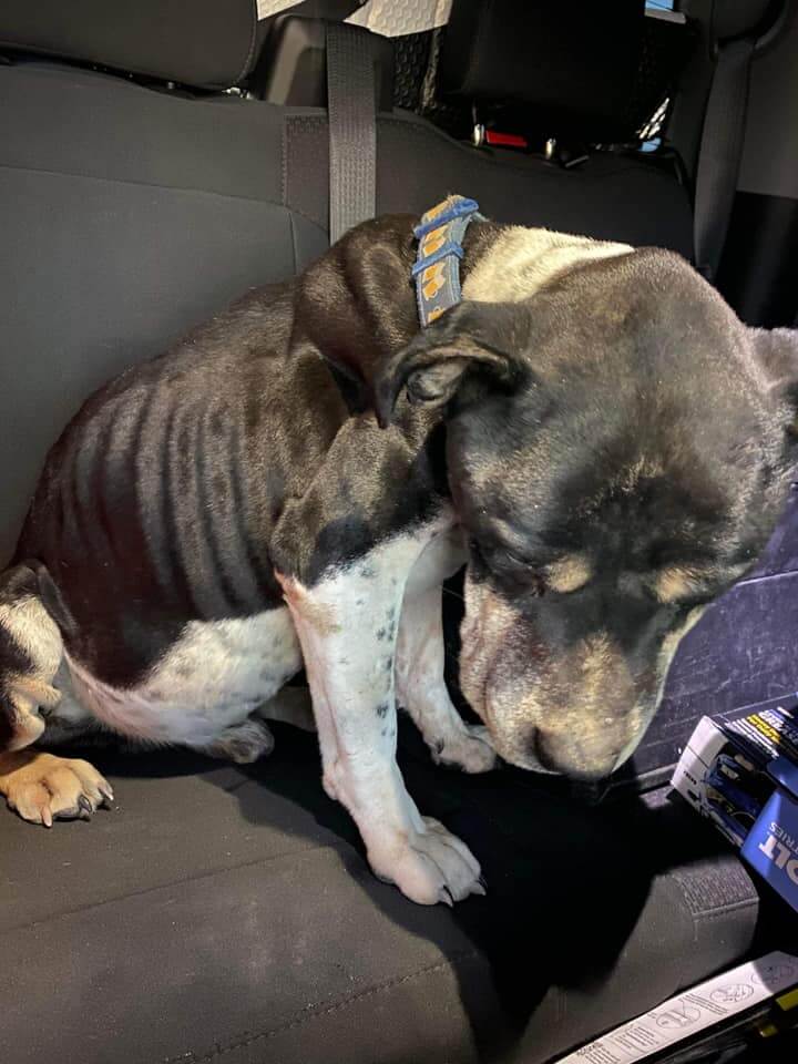 Starved dog rescued from junkyard found with rocks in his stomach begins recovery