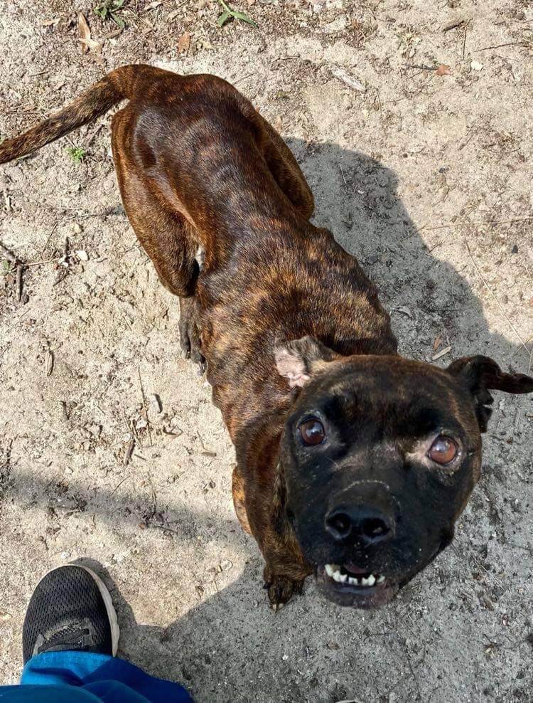 From a chain on a barrel to a needle to die at a shelter, hearts opened up and saved a young dog just in time