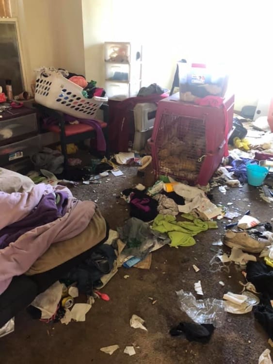 Abandoned dogs and cats left in deplorable conditions filled with trash and feces