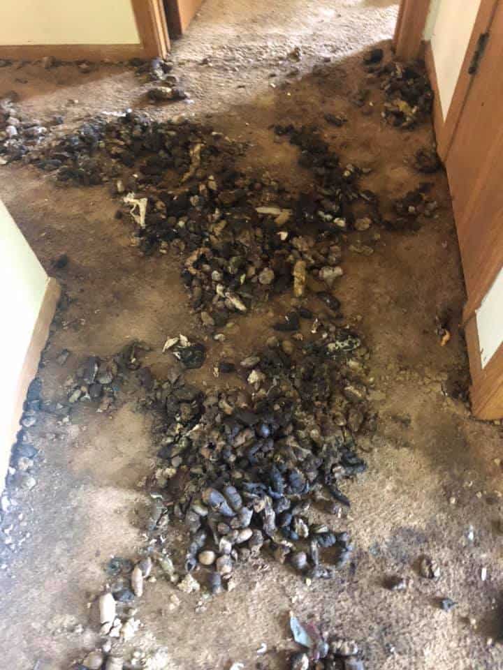 animal-charity-of-ohio-may2