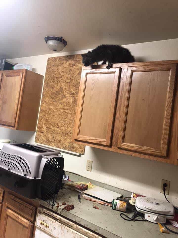 animal-charity-of-ohio-may3