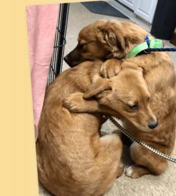 Two puppies and their mom removed from deplorable conditions